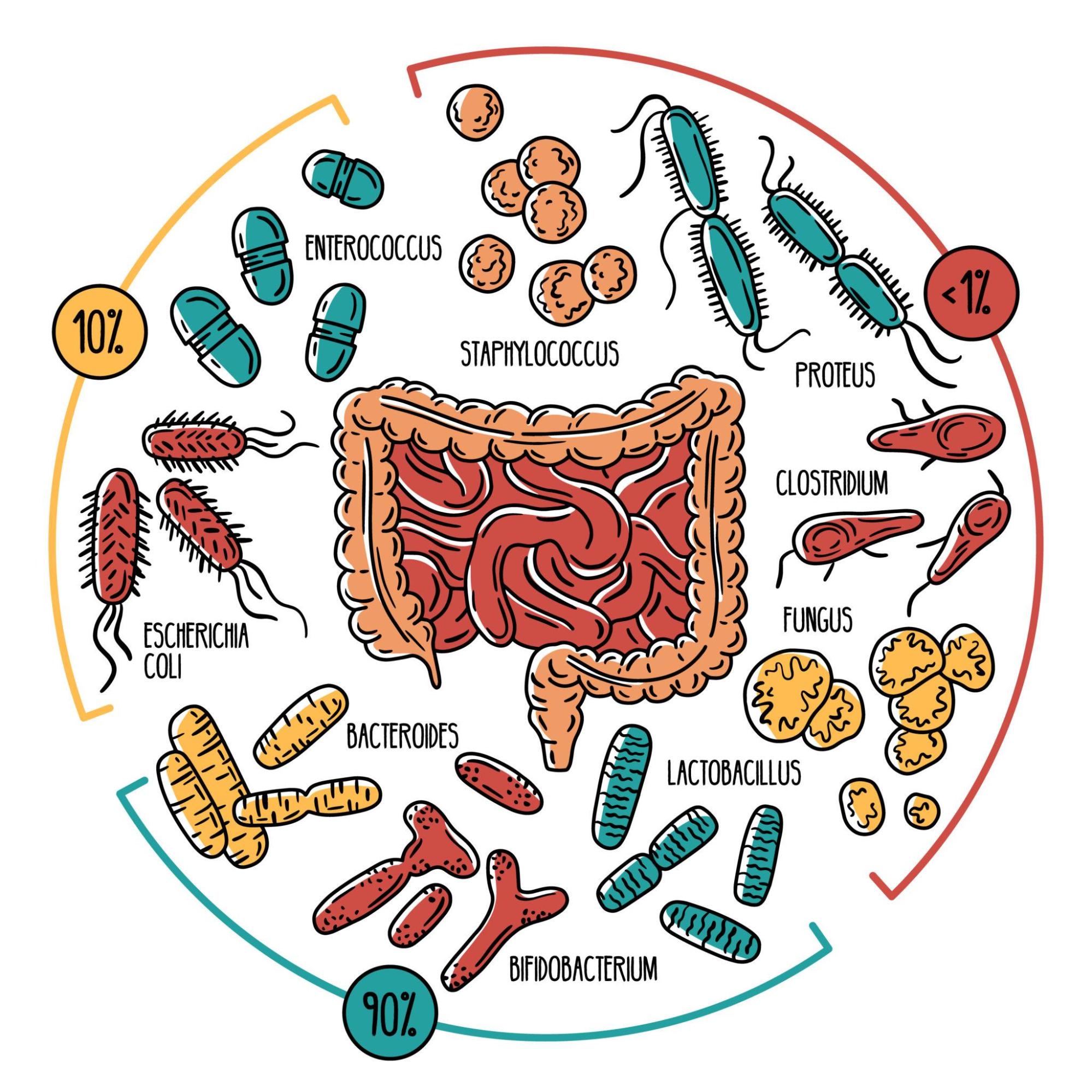Healthy gut and probiotic foods