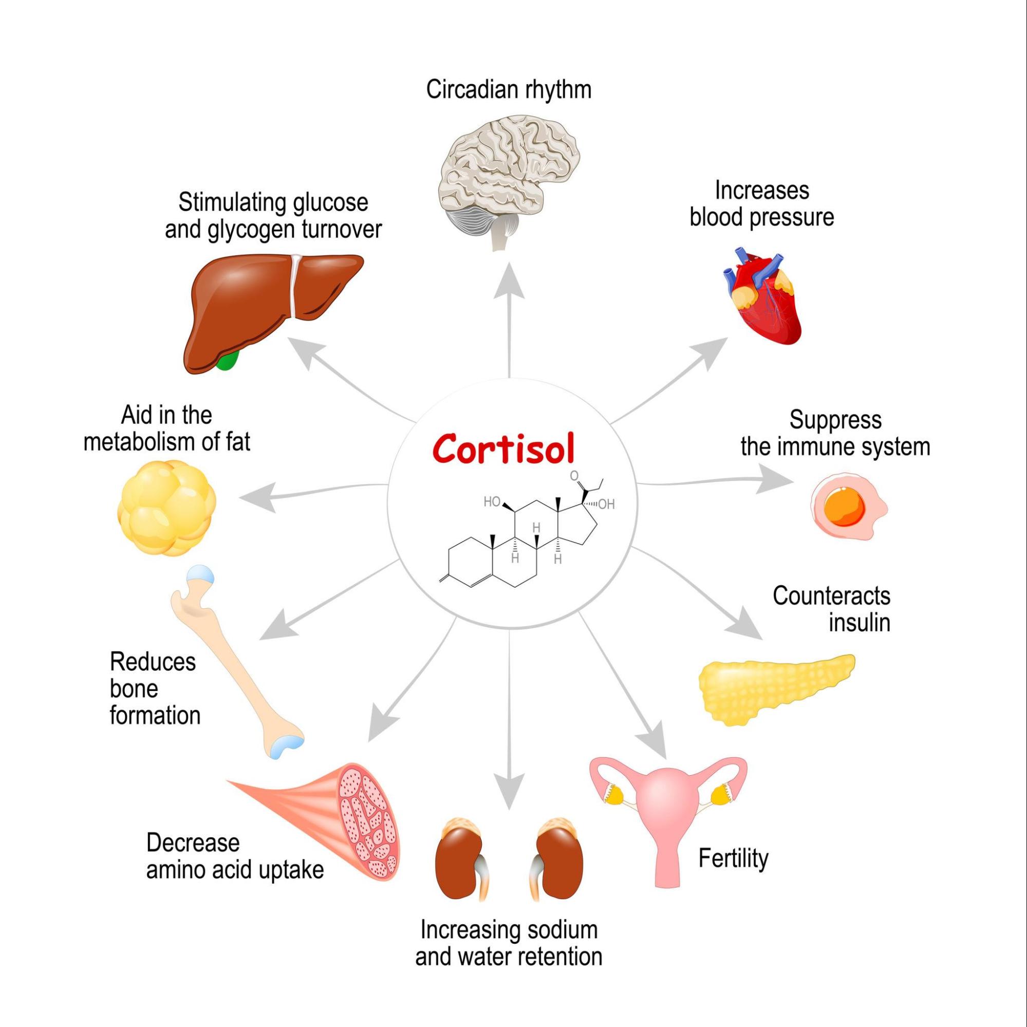 How Cortisol Affects Body
