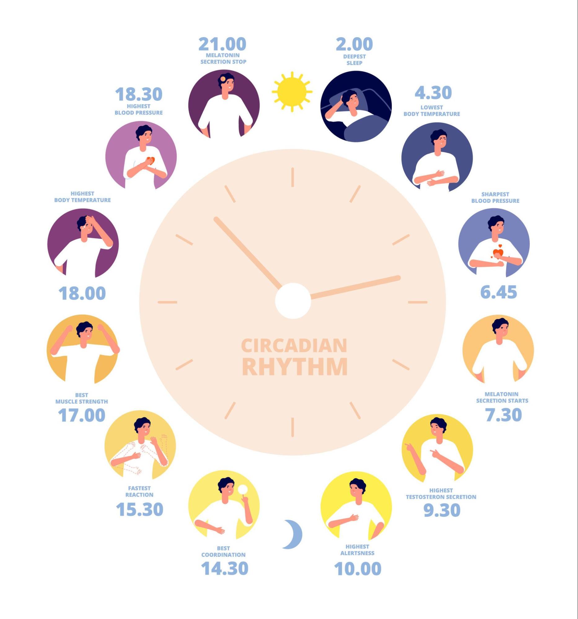 Work schedules and biological rhythms